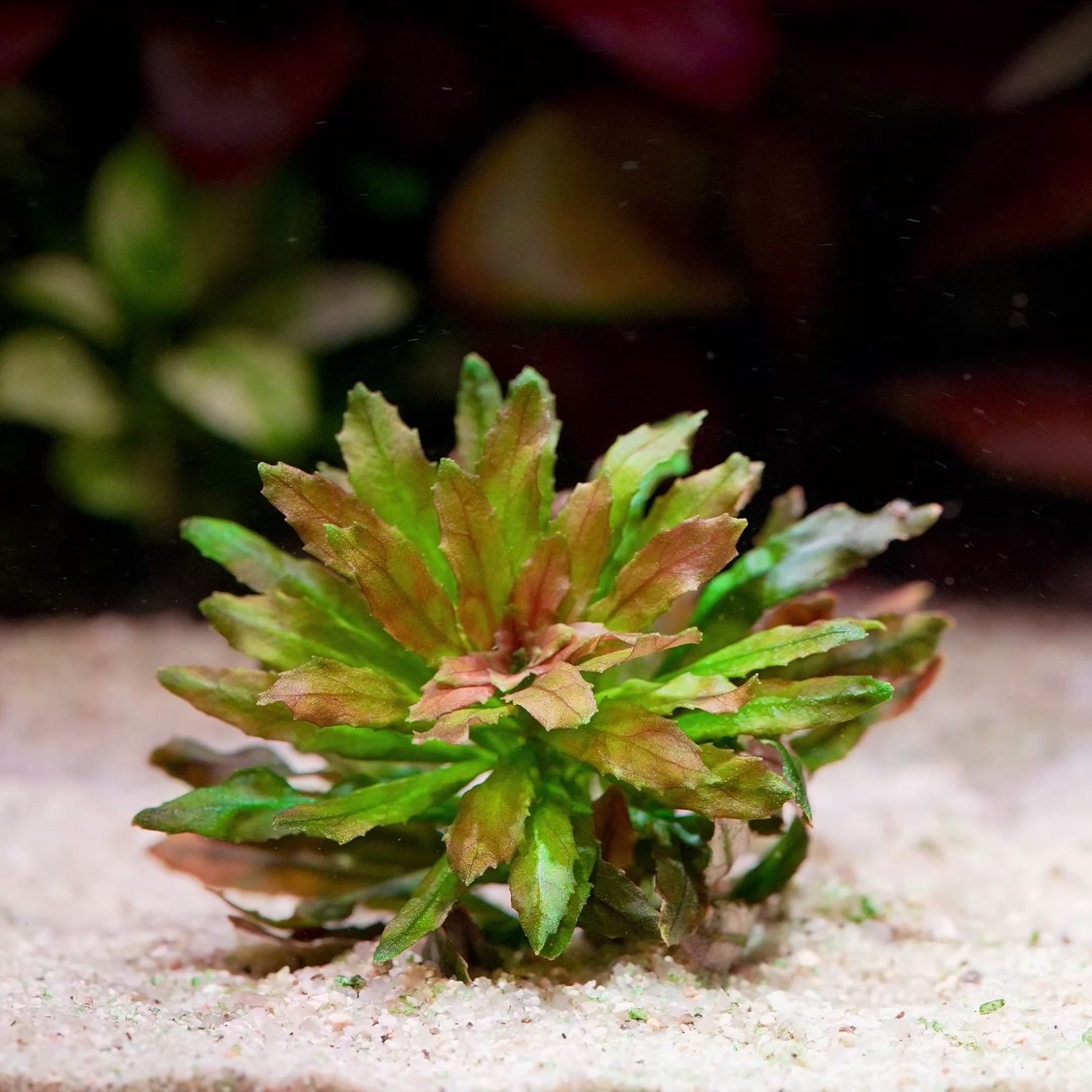ludwigia sphaerocarpa mini aquarium plant flowing in water