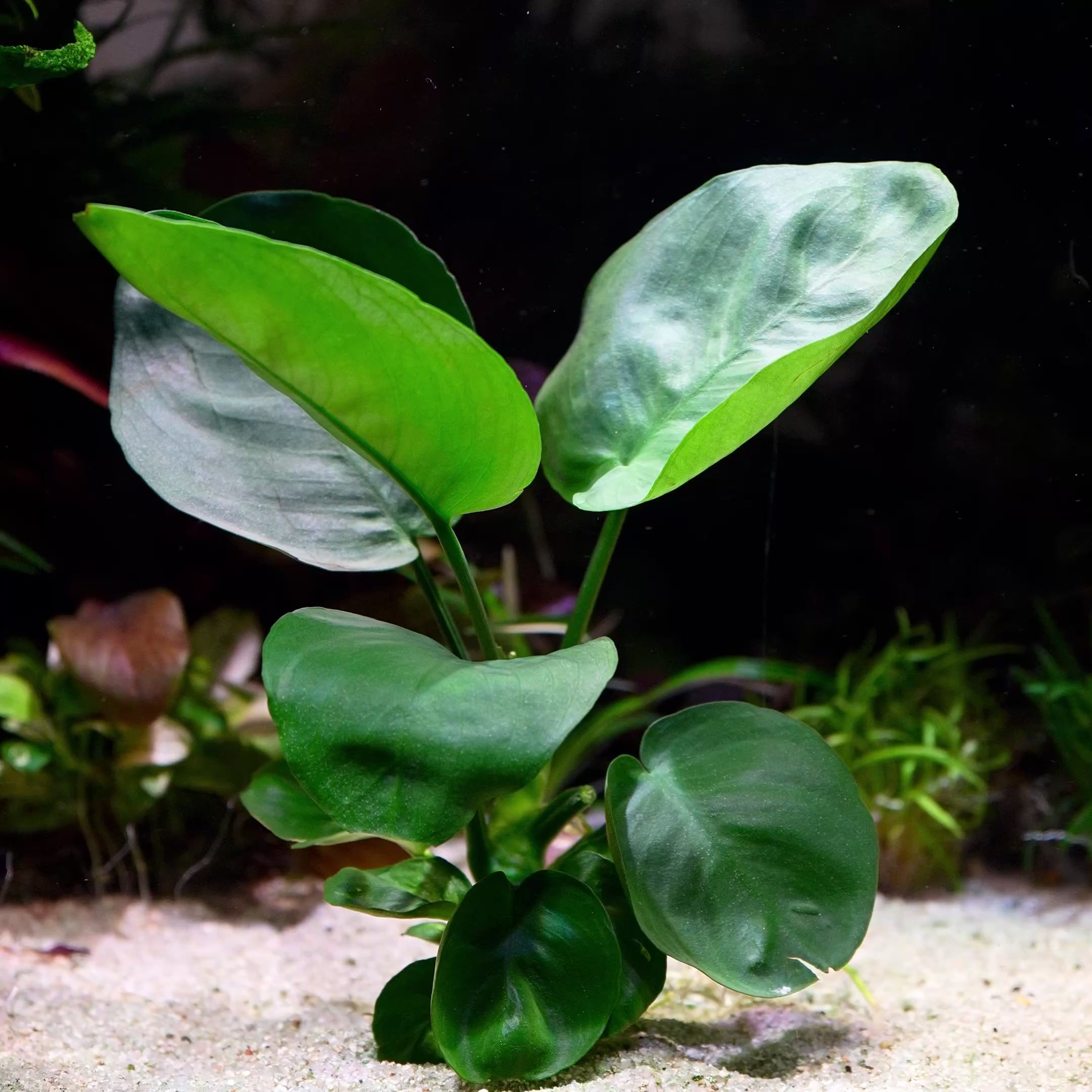 anubias emerald round aquarium epiphyte plant flowing in water