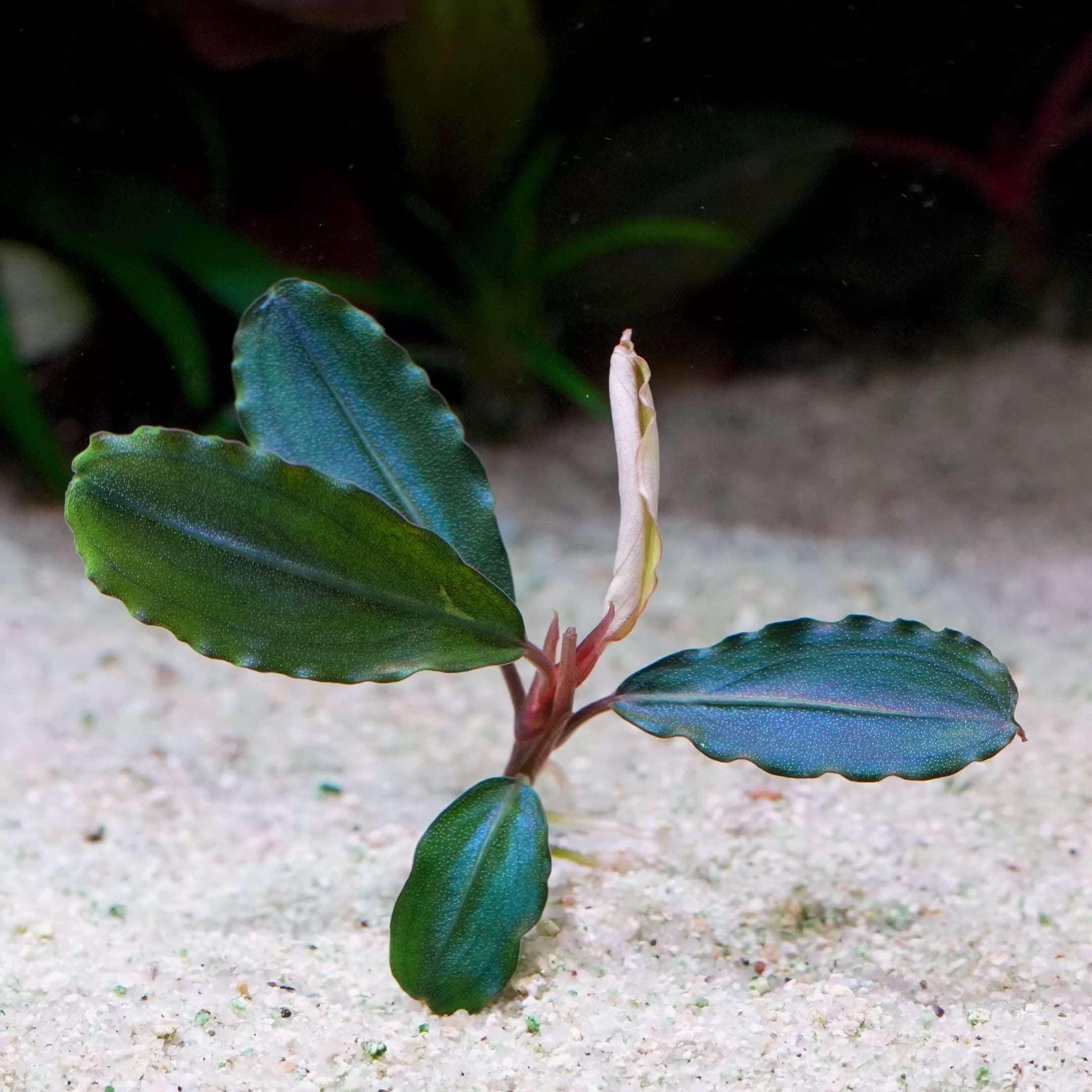 bucephalandra maestro blue epiphyte aquarium plant flowing in water