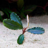 bucephalandra maestro blue epiphyte aquarium plant flowing in water
