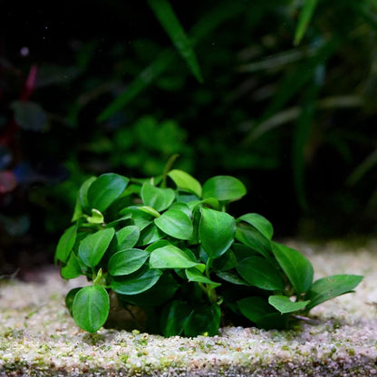 anubias mini round rare aquarium epiphyte plant flowing in water