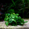 anubias mini round rare aquarium epiphyte plant flowing in water