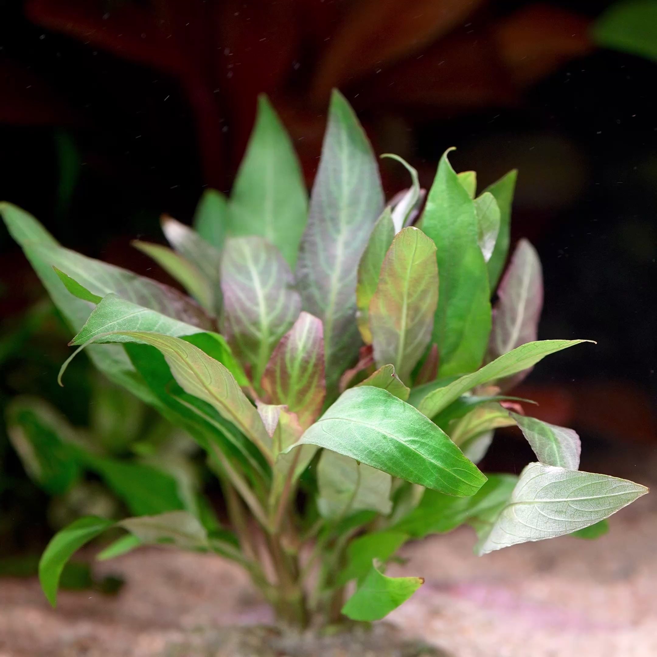 hygrophila corymbosa aquarium plant flowing in water