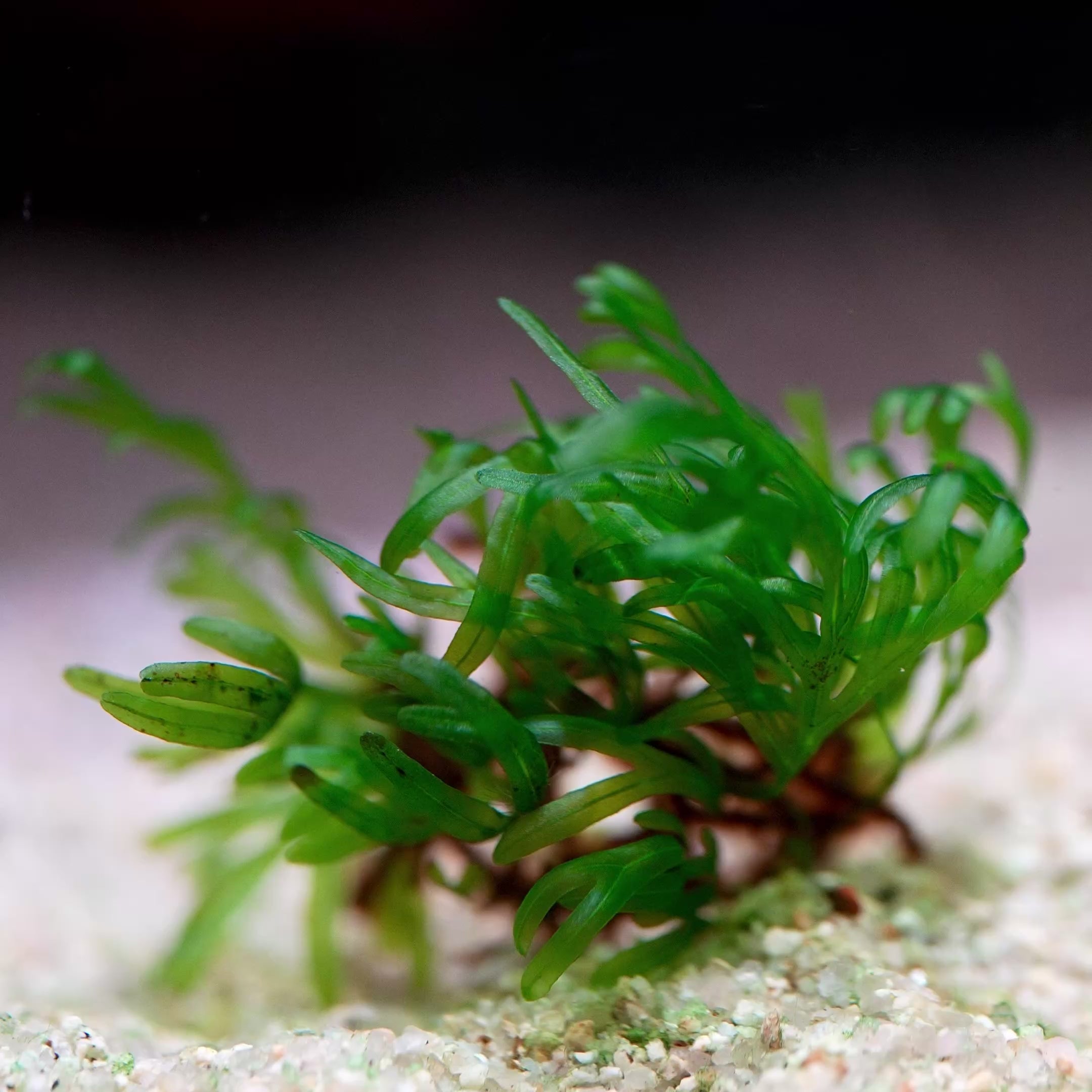 crepidomanes vietnam aquatic plant flowing in water