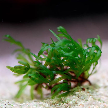 crepidomanes vietnam aquatic plant flowing in water
