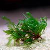 crepidomanes vietnam aquatic plant flowing in water