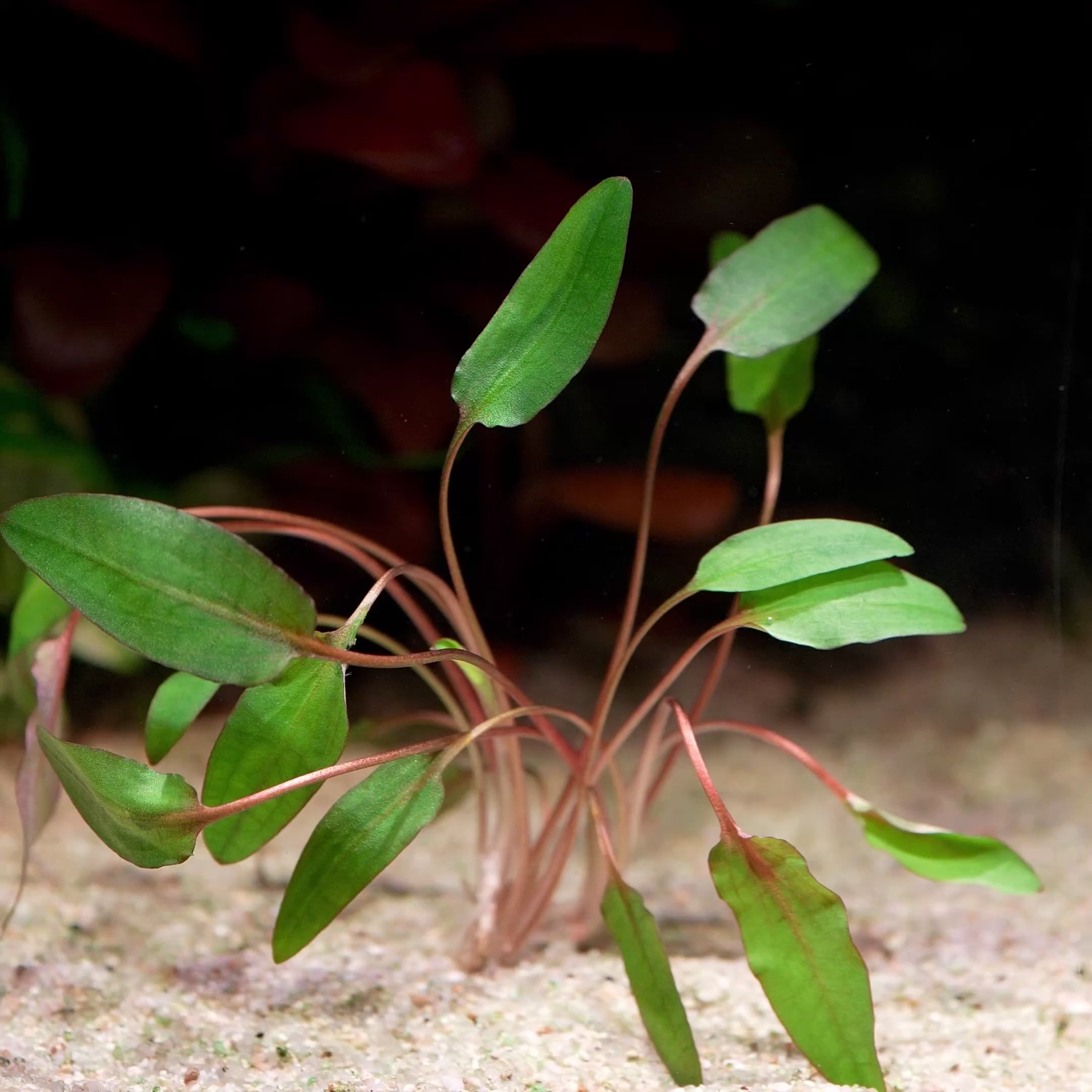 cryptocoryne wendtii brown aquarium plant flowing in water