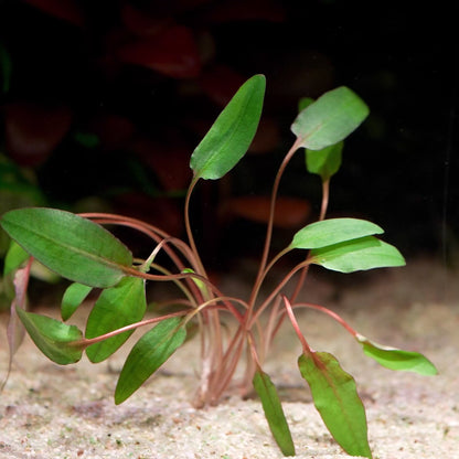 cryptocoryne wendtii brown aquarium plant flowing in water