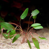 cryptocoryne wendtii brown aquarium plant flowing in water