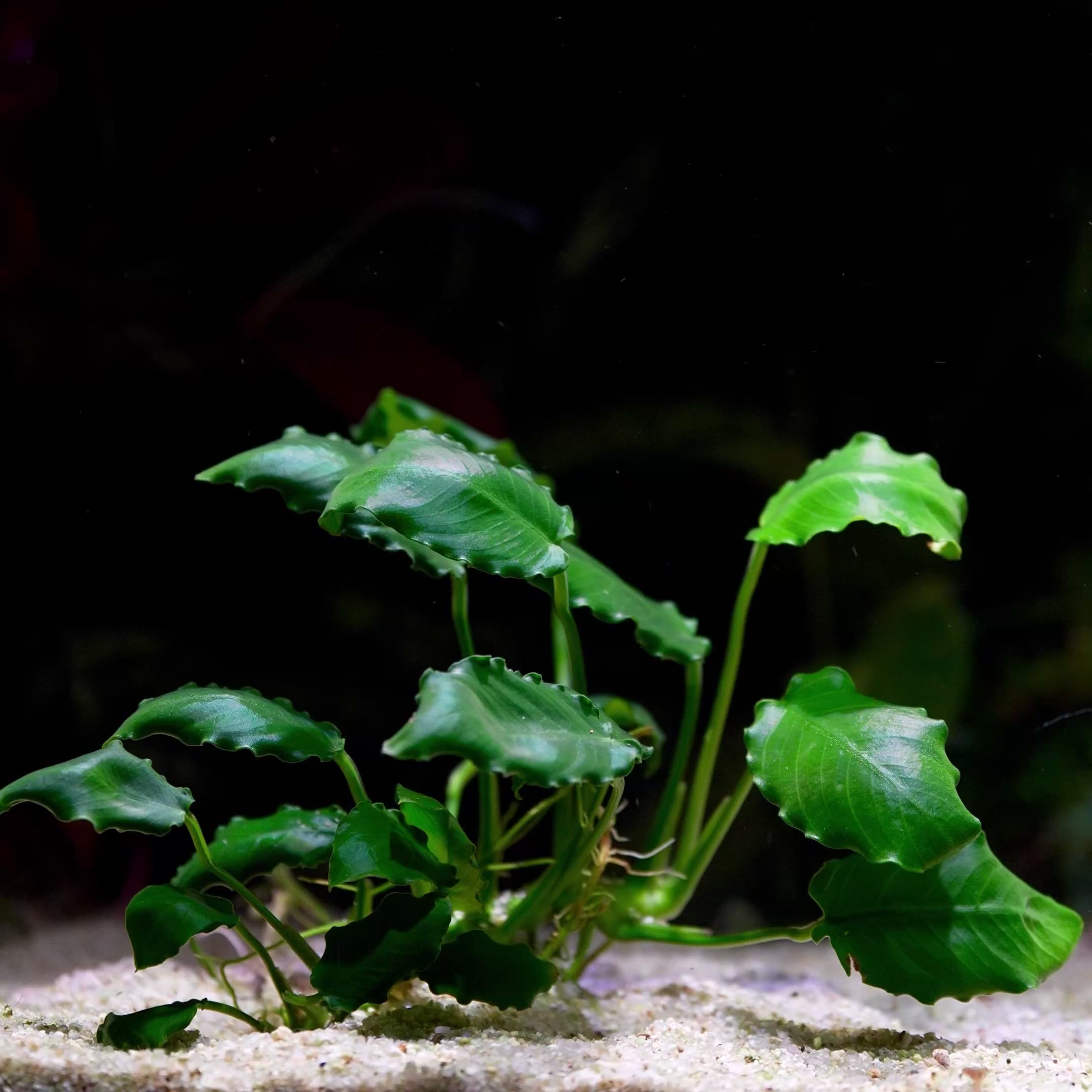 Green aquatic plant Anubis kirin with crinkled leaves