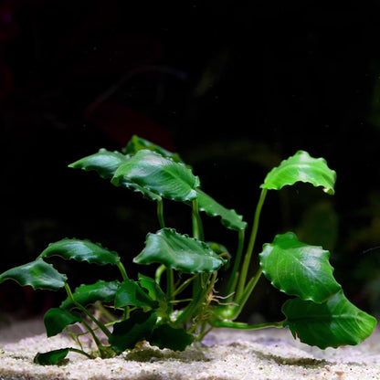 Green aquatic plant Anubis kirin with crinkled leaves