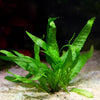 microsorum pteropus narrow java fern flowing in water