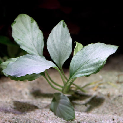 homalomena sp silver rare aquarium plant flowing in water