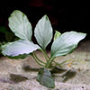 homalomena sp silver rare aquarium plant flowing in water