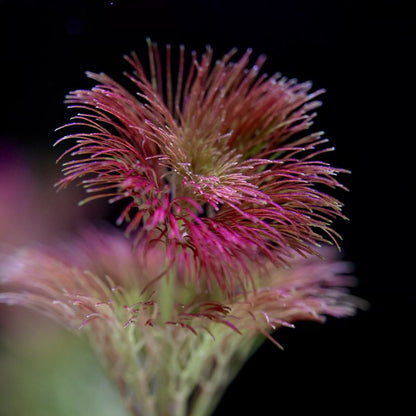 Limnophila Sp. 'Orange Laos' - Rare Plant