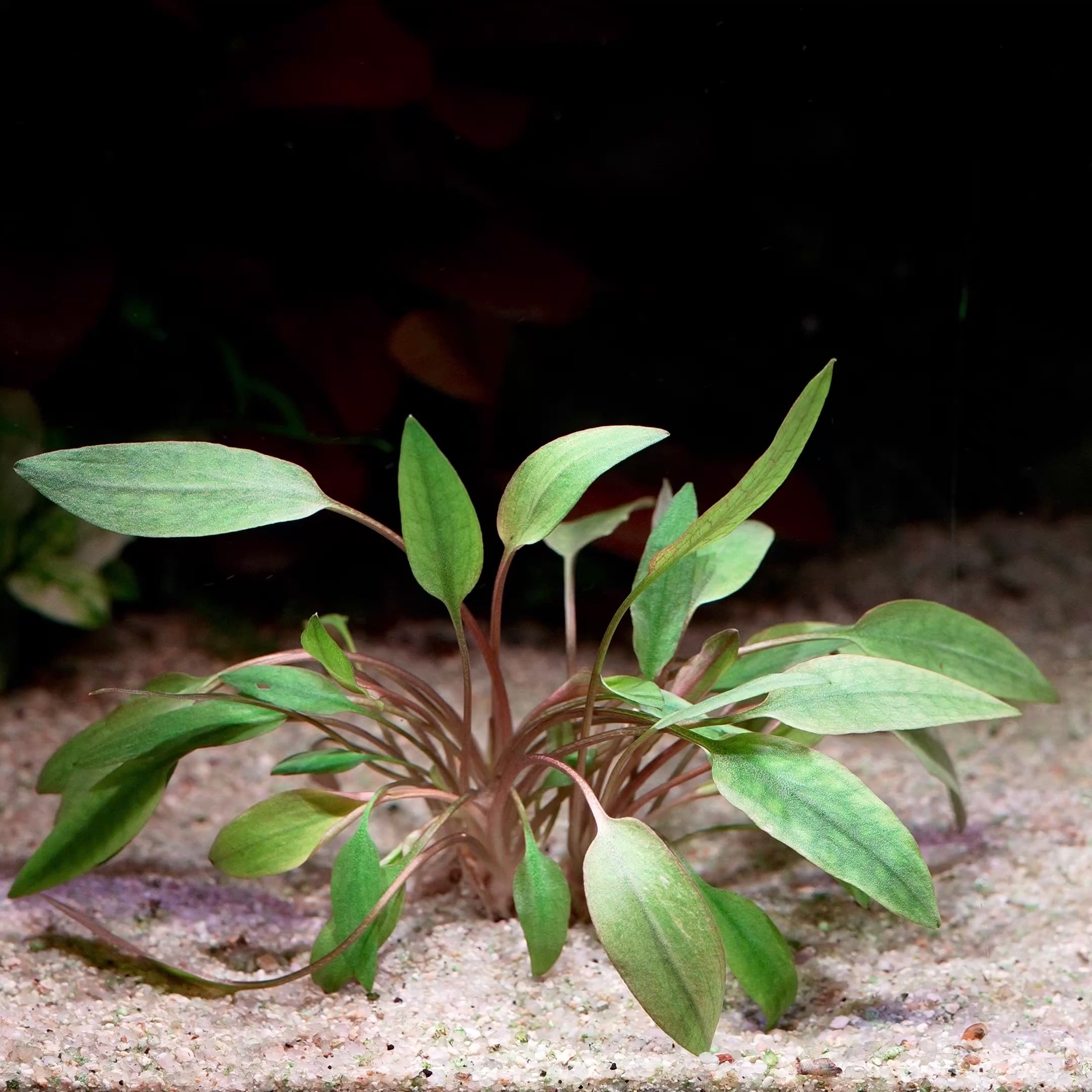 cryptocoryne beckettii aquarium plant flowing in water