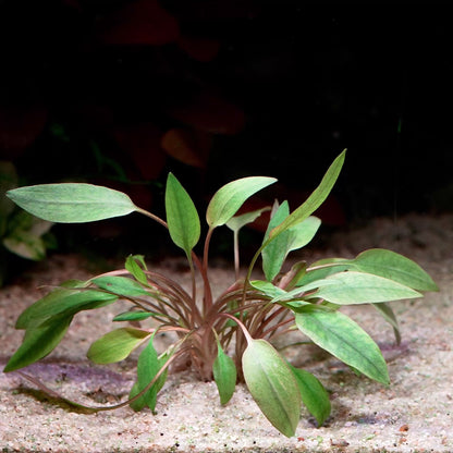 cryptocoryne beckettii aquarium plant flowing in water