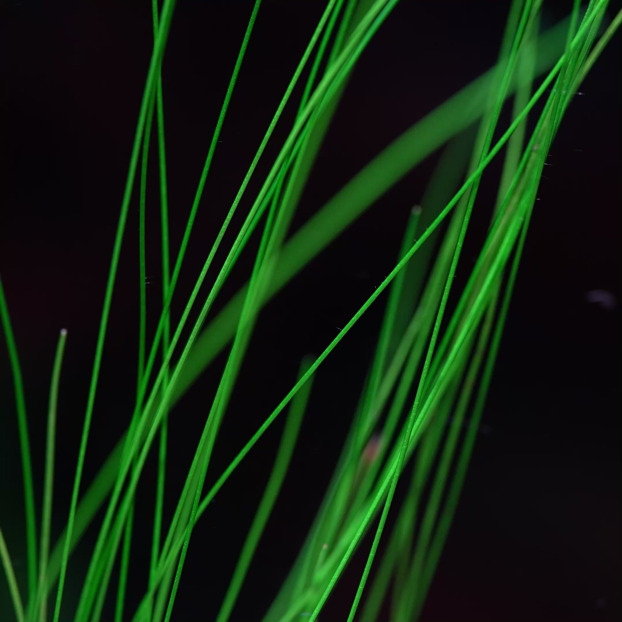 eleocharis murphy grass rare aquarium plant close up