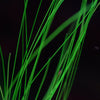 eleocharis murphy grass rare aquarium plant close up