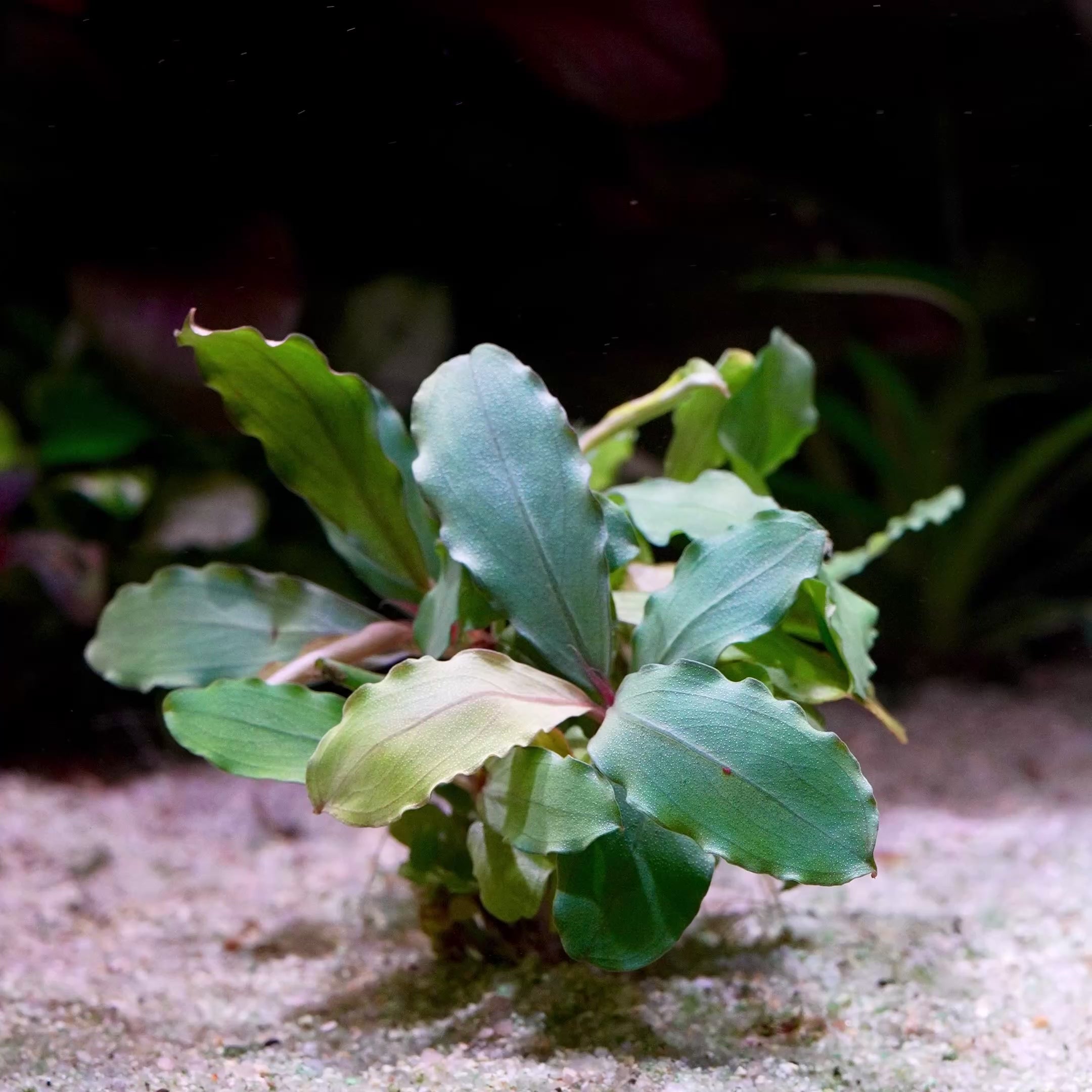 bucephalandra lagoon aquarium plant epiphyte flowing in water
