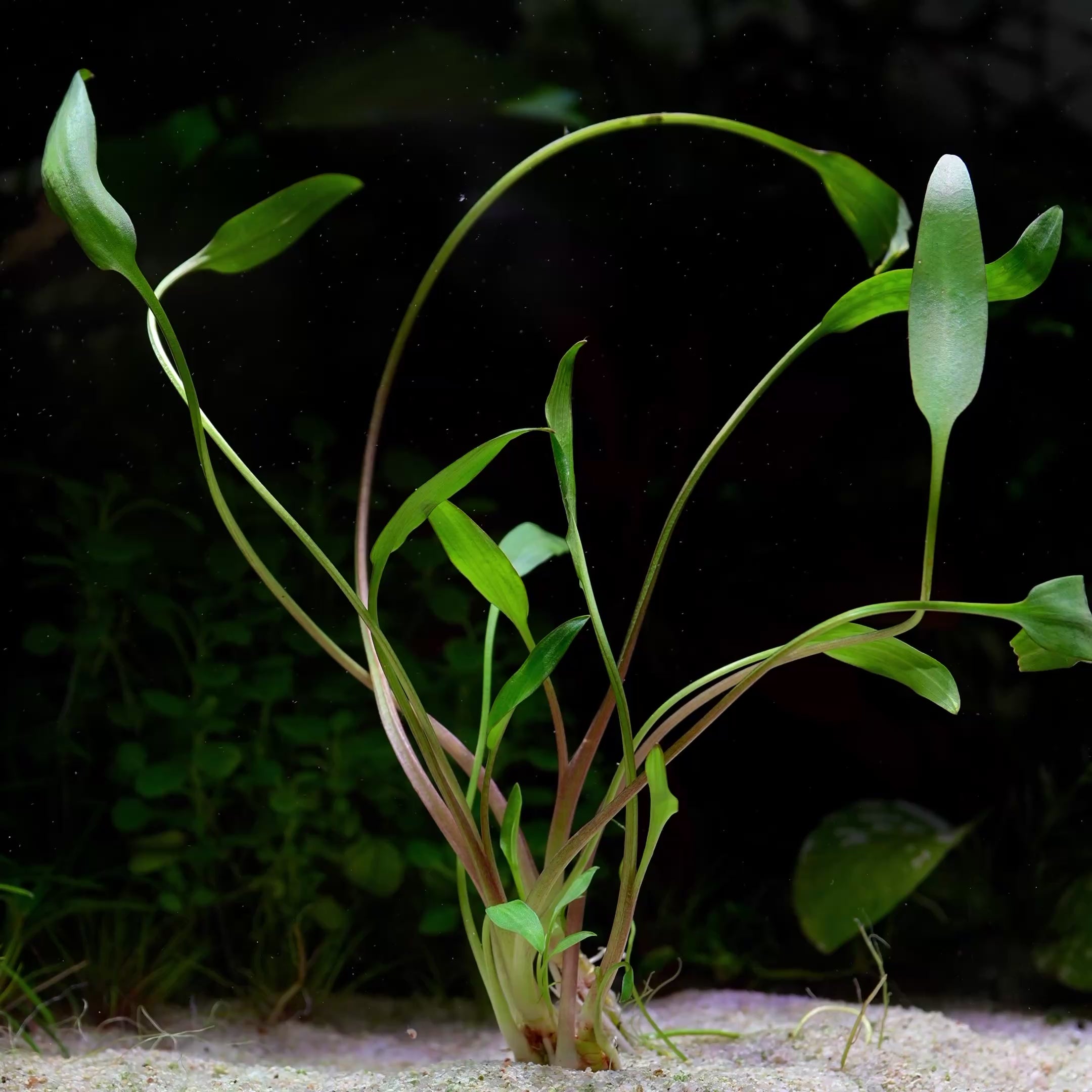 Cryptocoryne × Willisii - Tropical Aquarium Plant - CloudAqua