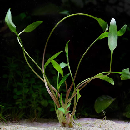 Cryptocoryne × Willisii - Tropical Aquarium Plant - CloudAqua