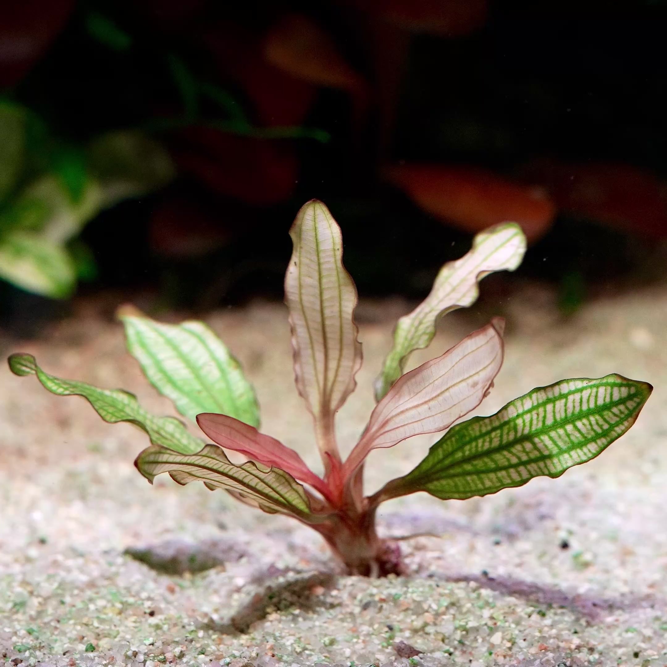 echinodorus miracle amazon sword aquarium plant flowing in water