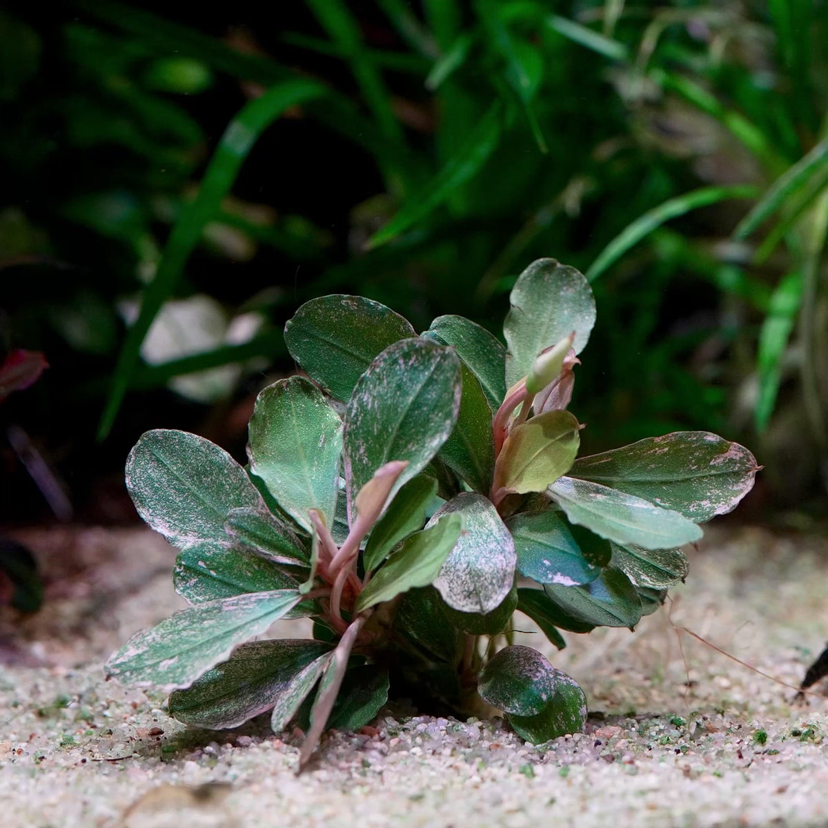 bucephalandra melawi pink epiphyte aquatic plant flowing in water