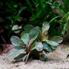 bucephalandra melawi pink epiphyte aquatic plant flowing in water