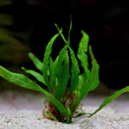 Microsorum Pteropus 'Mini' - Tropical Aquarium Plant - CloudAqua