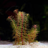 rotala sp cambodia aquatic plant flowing in water