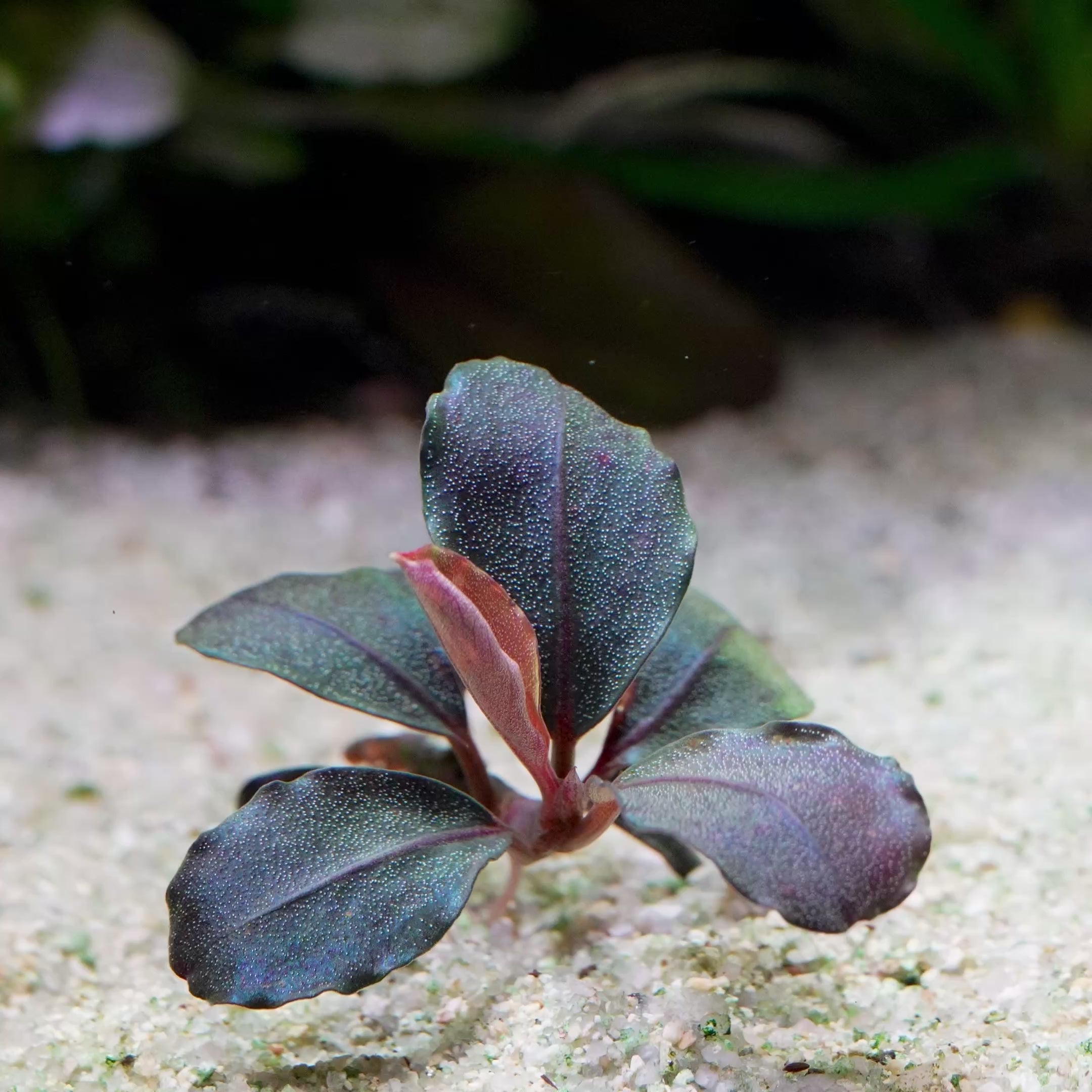 bucephalandra helena 12 aquarium epiphyte plant flowing in water