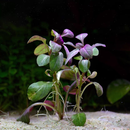Lobelia Cardinalis - Tropical Aquarium Plant - CloudAqua