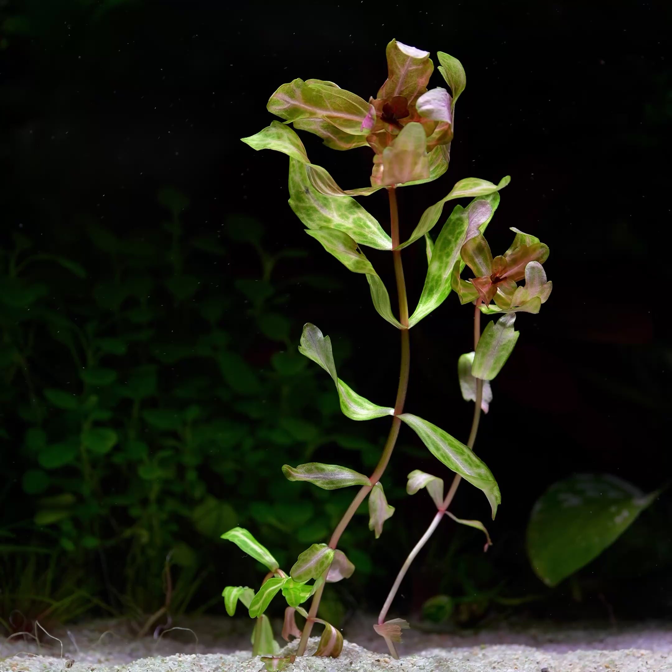 Shinnersia Rivularis 'Weiss-Grün' - Tropical Aquarium Plant - CloudAqua