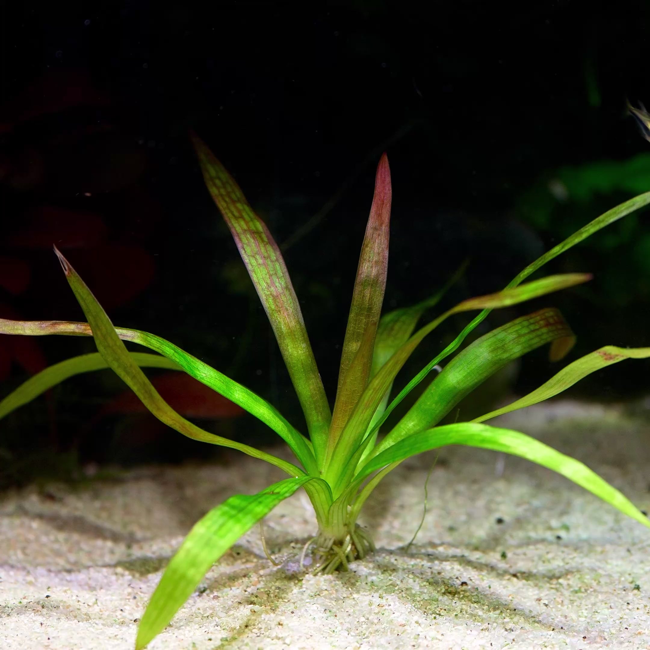 sagittaria sp giant red aquarium plant flowing in water
