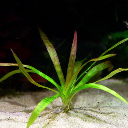 sagittaria sp giant red aquarium plant flowing in water