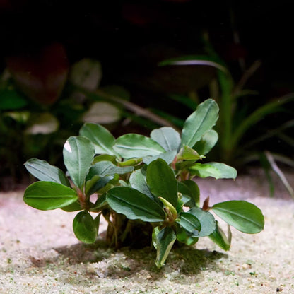 bucephalandra melawi pink aquarium epiphyte plant flowing in water