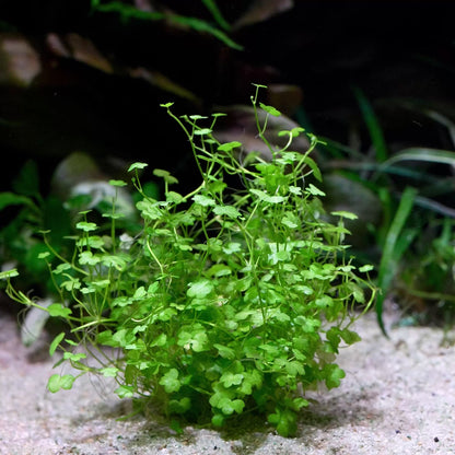 hydrocotyle sibthorpioides aquarium epiphyte plant clover leaf flowing in water