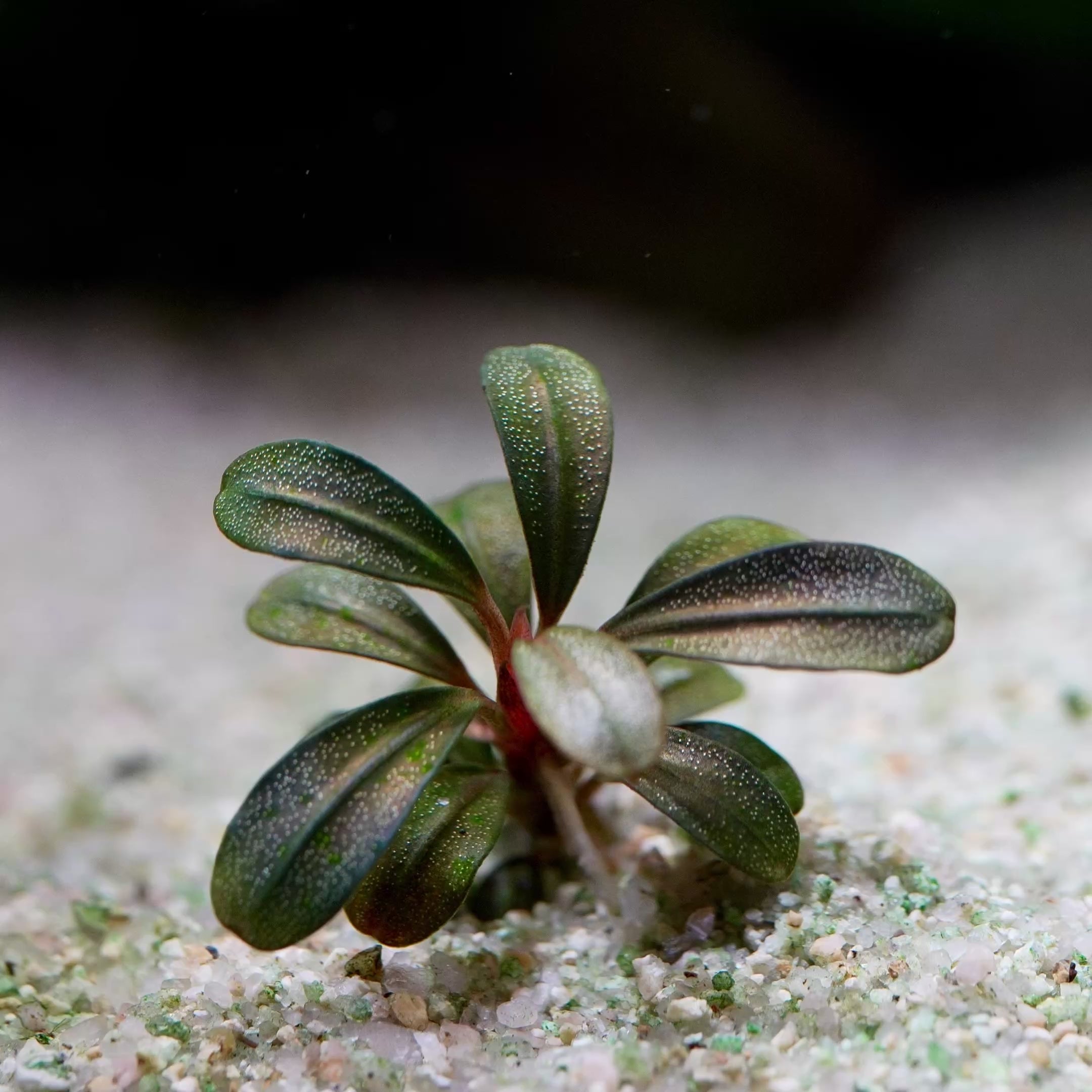 bucephalandra emerald green mini aquatic epiphyte plant flowing in water