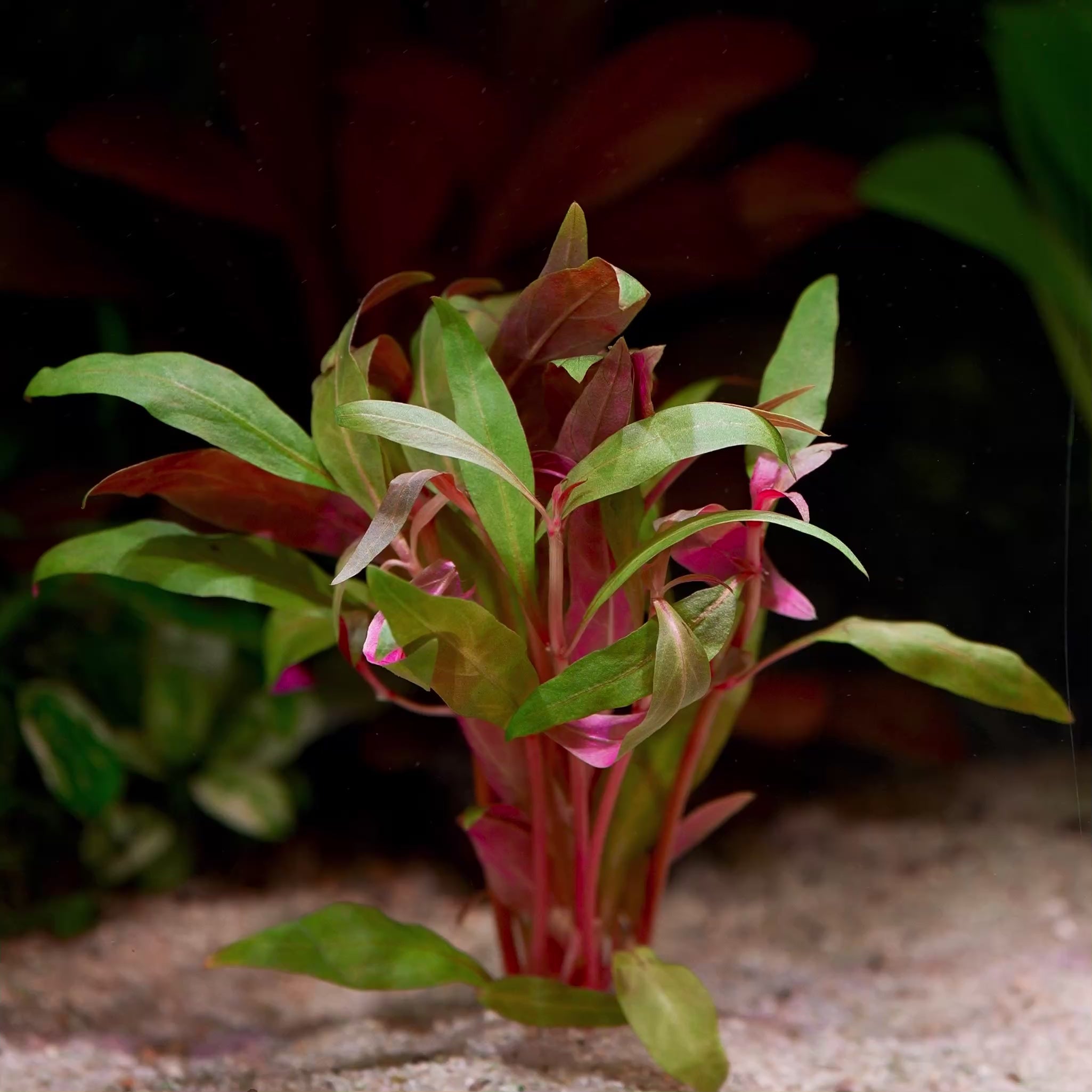 alternanthera reineckii mini aquarium plant  flowing in water