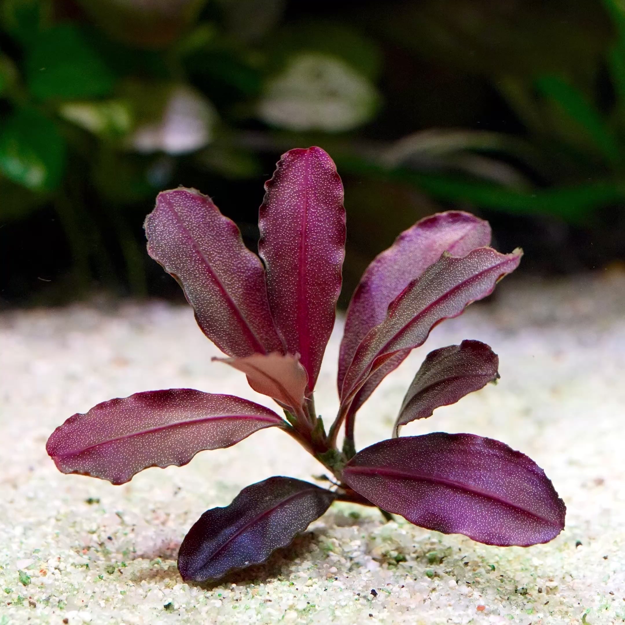 bucephalandra neo crimson red purple aquarium epiphyte plant flowing in water