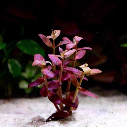 bacopa salzmannii purple aquarium stem plant flowing in water