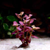 bacopa salzmannii purple aquarium stem plant flowing in water