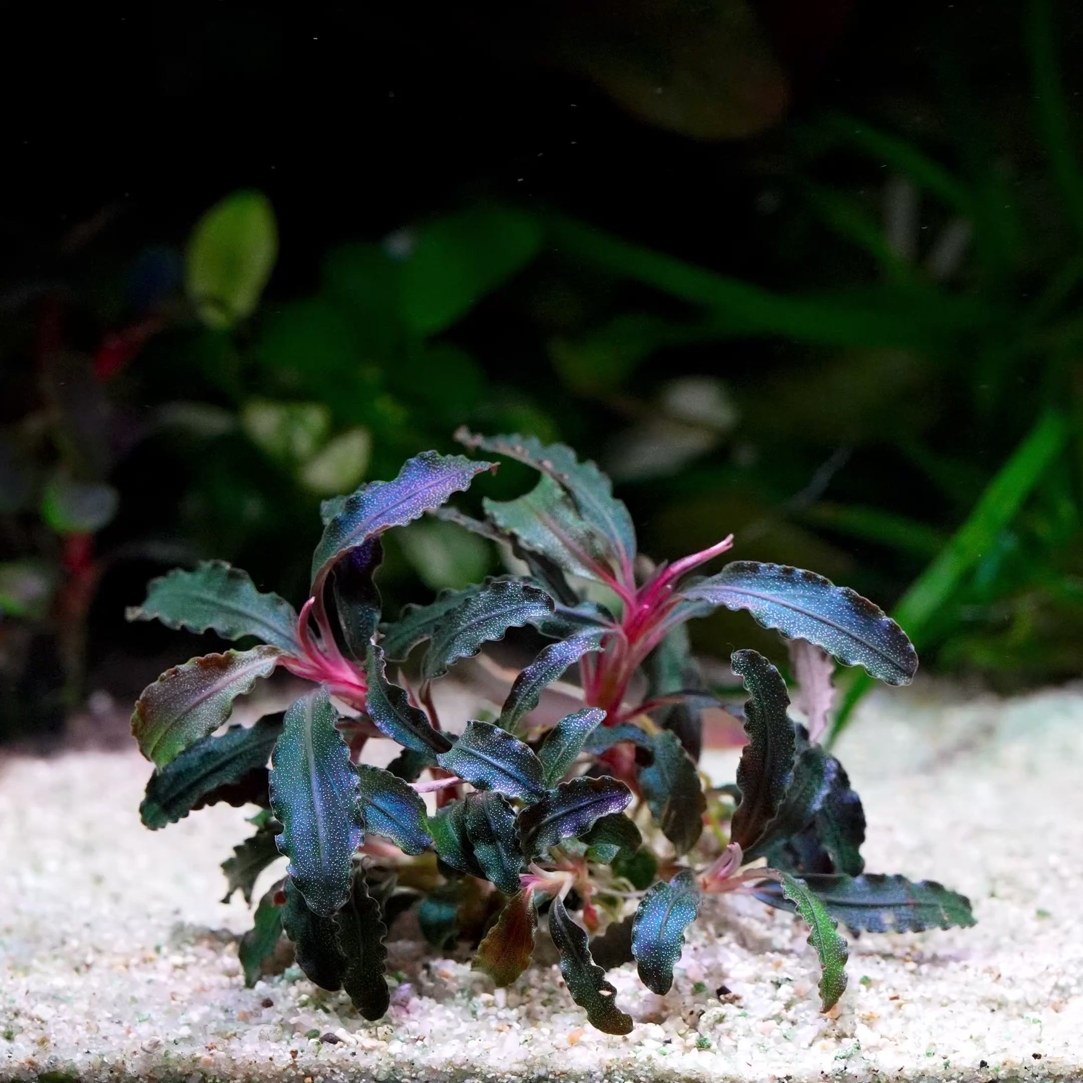 Bucephalandra 'Kedagang Purple' - Tropical Aquarium Plant