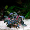 bucephalandra kedagang purple aquarium epiphyte plant flowing in water