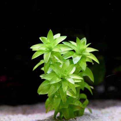 Tonina 'Lotus Blossom' - Rare Plant