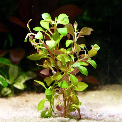 ludwigia inclinata dark orange aquarium plant flowing in water