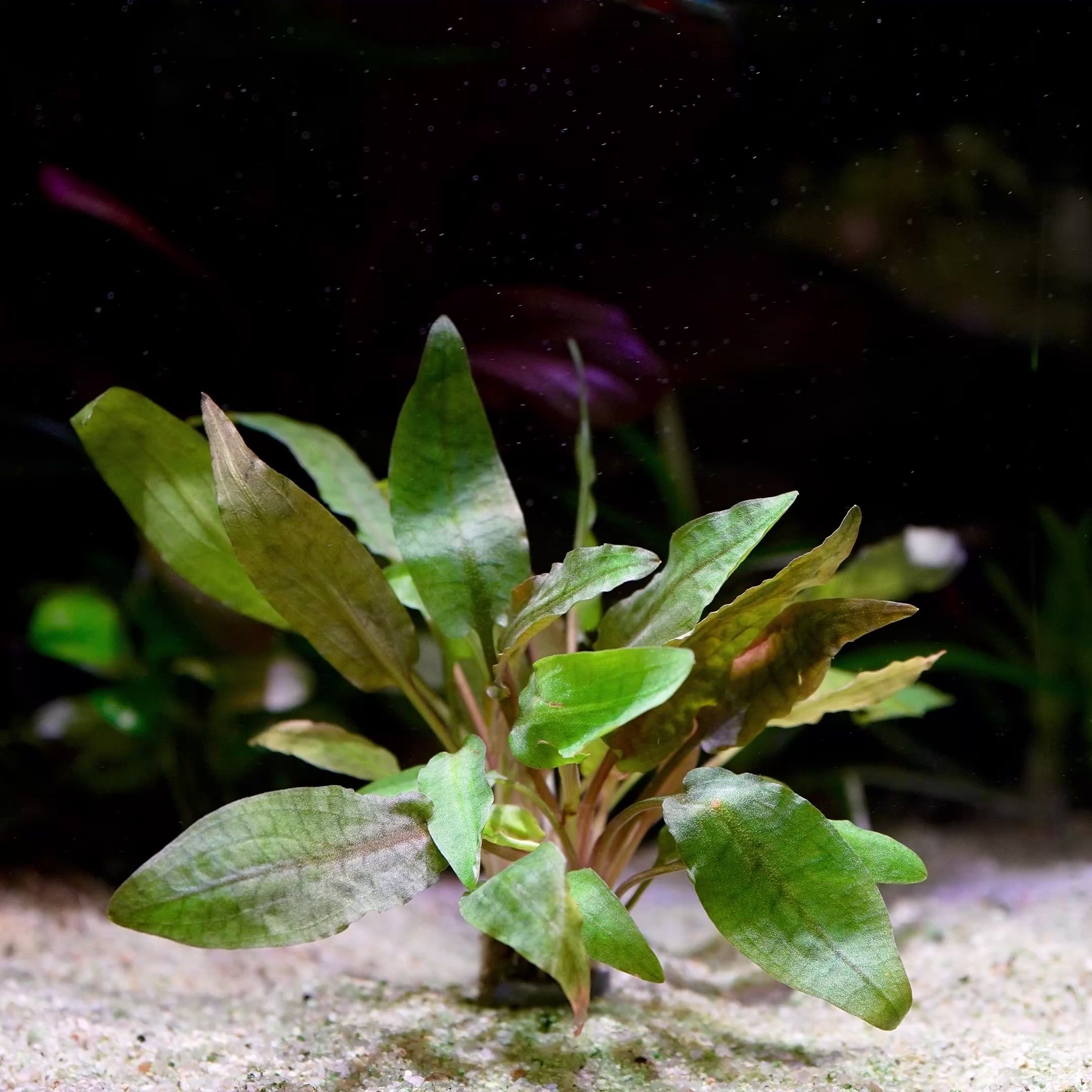 cryptocoryne nurii aquarium plant flowing in water