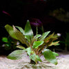 cryptocoryne nurii aquarium plant flowing in water