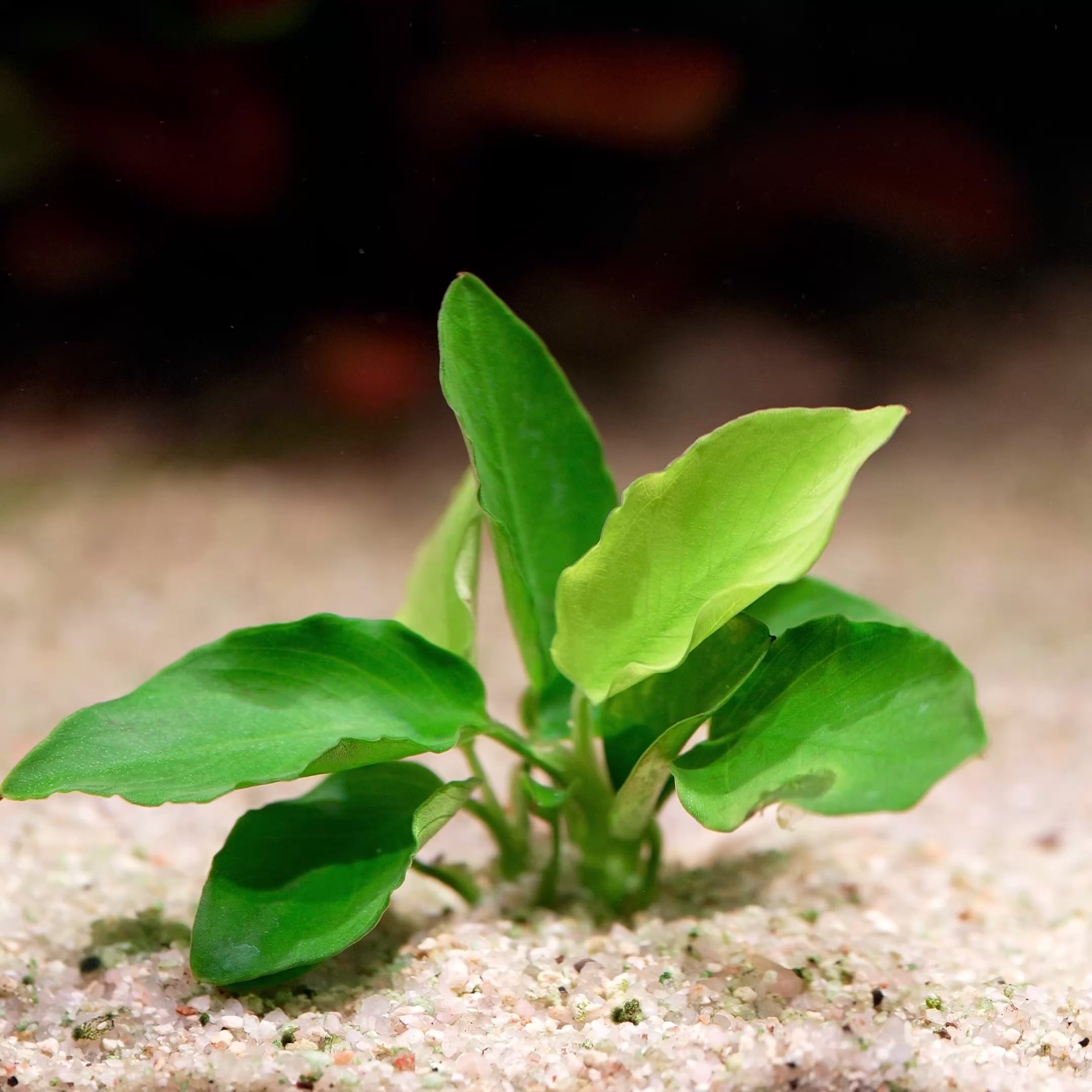 anubias nana long wavy aquarium plant flowing in water